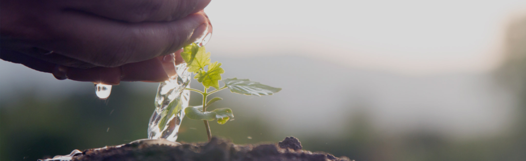Una mano versa acqua su una piccola pianta.